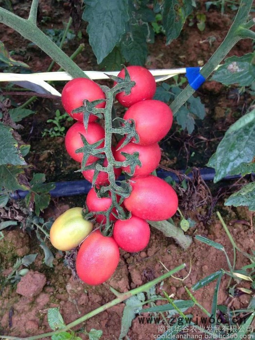 浙江生产第9代葡萄绑枝机绑枝器钉子面向全国诚招代理商和经销商园林工具村淘热卖图2