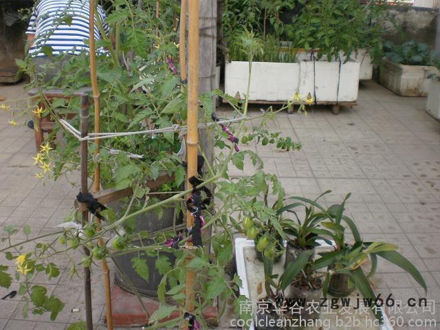 销量 的 农用园林工具葡萄西红柿绑枝机华谷绑秧机良鑫绑蔓器专用胶带厂家批发价格图2