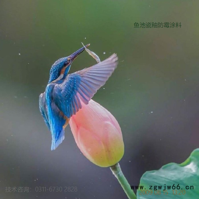 F66防霉涂料喷涂施工时，为何会产生针孔图3