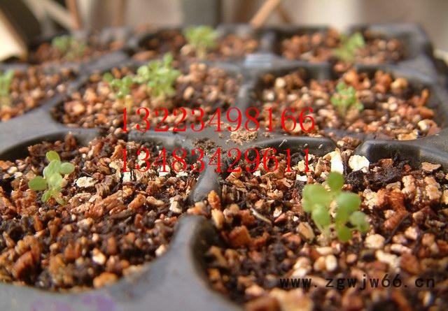 晨洋批发灵寿混合蛭石 建筑涂料蛭石 保温材料蛭石 电梯井蛭石 种花蛭石图5