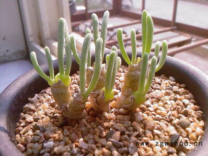 **膨胀蛭石 园艺蛭石 保温材料图2