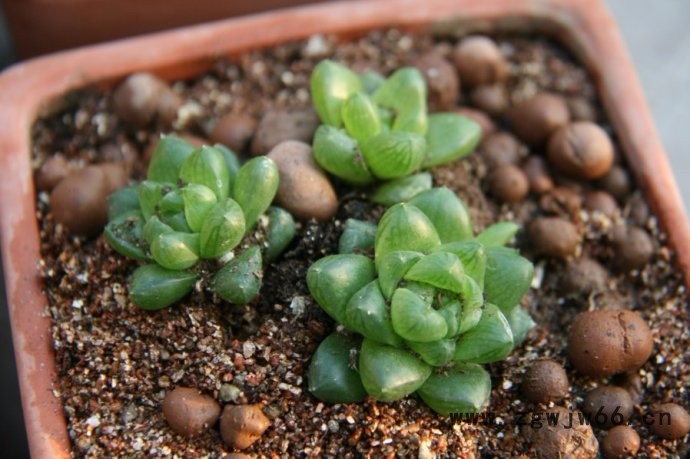 **膨胀蛭石 园艺蛭石 保温材料图3