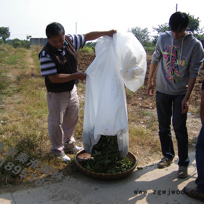 供应绿节牌锂电I型单人无刷电机电动采茶机_剪茶机_茶叶机械图2