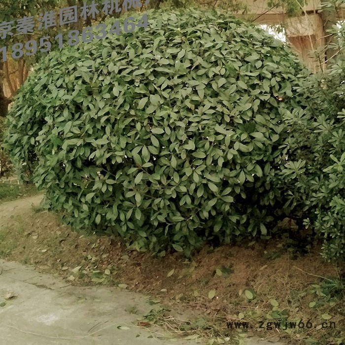 供应绿节牌无刷电机锂电I型电动弧形修球机_绿篱机_苗圃机械图3