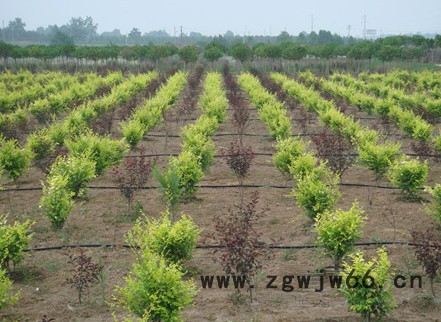 农业灌溉微喷带 喷灌带 喷水带 微喷带喷灌喷头喷灌带水带 农用图2