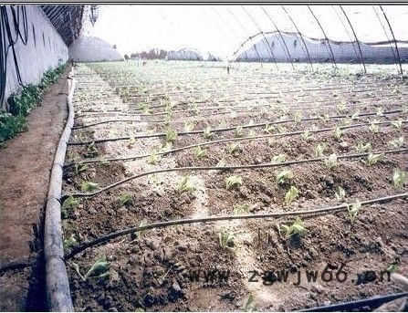 厂家批发大棚蔬菜微喷头 瓜果园微喷头设备图5