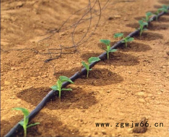 厂家批发大棚蔬菜微喷头 瓜果园微喷头设备图7