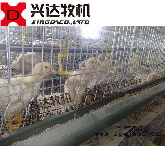**肉鸡笼 立体式弹簧自动门式设计 自动化养鸡设备直销图2