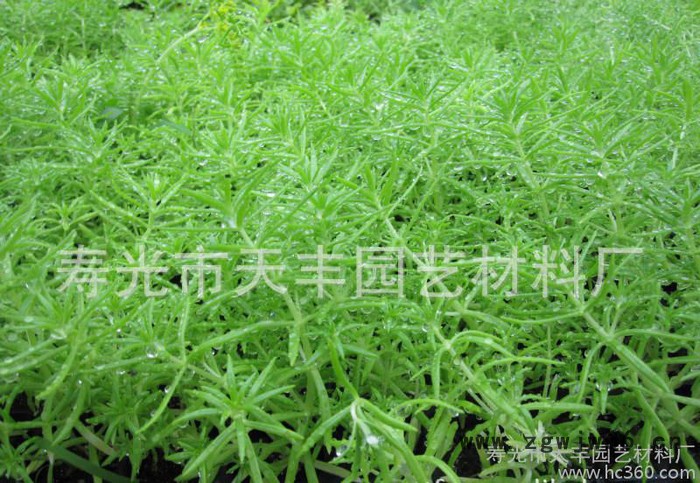 育苗1000目喷头图2