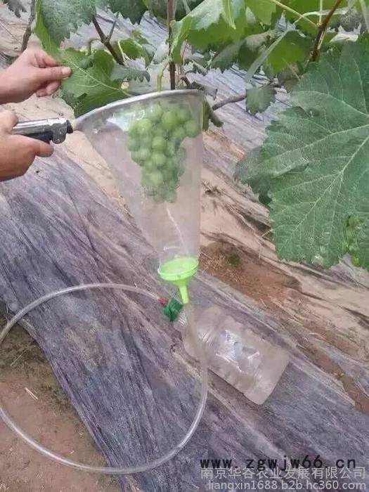 良鑫liangxin葡萄膨果器环形喷头浸果器专用拉穗机器 农用工具图2
