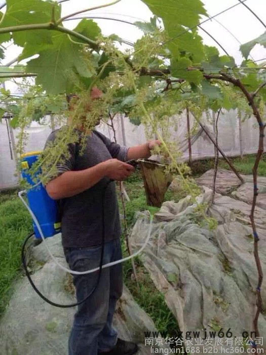 良鑫liangxin葡萄膨果器环形喷头浸果器专用拉穗机器 农用工具图3