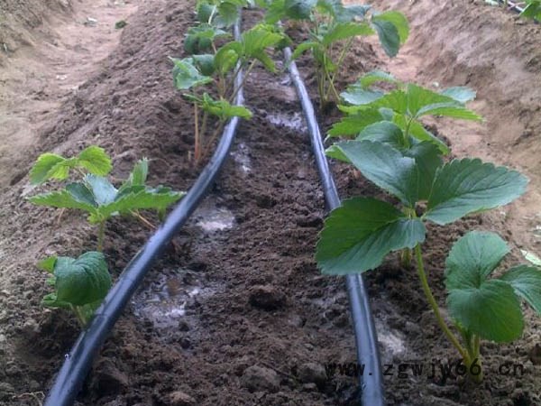 PE管材管件 农业滴灌设备 河北泽雨节水 滴灌带微喷带 微喷头图5