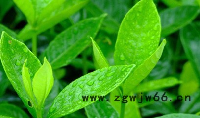 2018深圳供应漫香DR-012型带两个喷头一体机扩香机空气净化装置图3