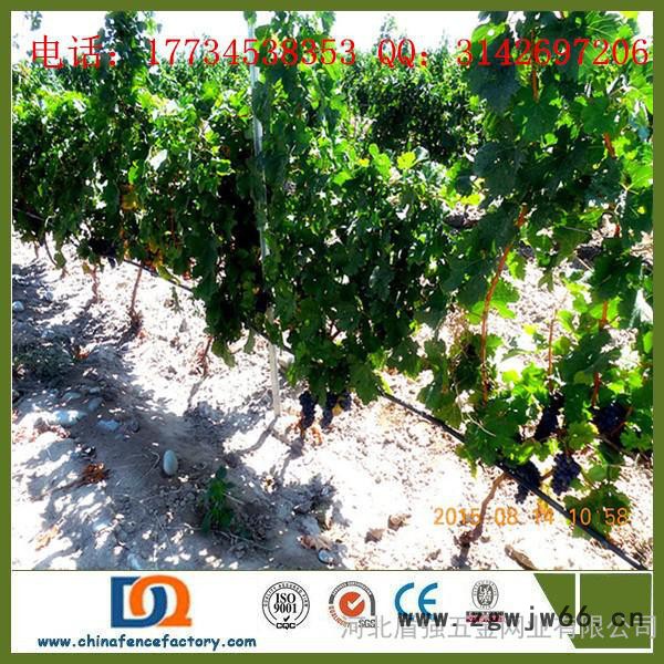 新型果园立柱 欧式梅花型金属葡萄架钢柱 2.2m 温室、大棚