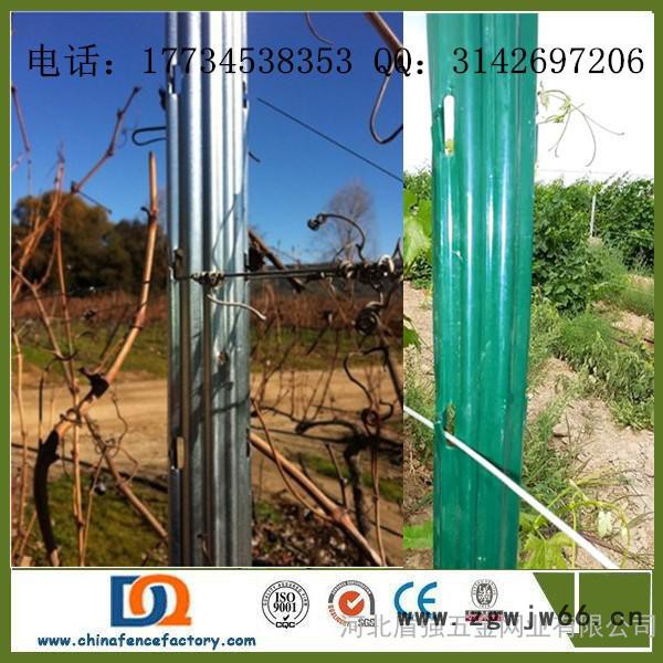 新型果园立柱 欧式梅花型金属葡萄架钢柱 2.2m 温室、大棚图3