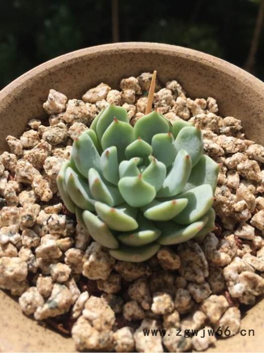 麦饭石颗粒净化土质过滤材料图3