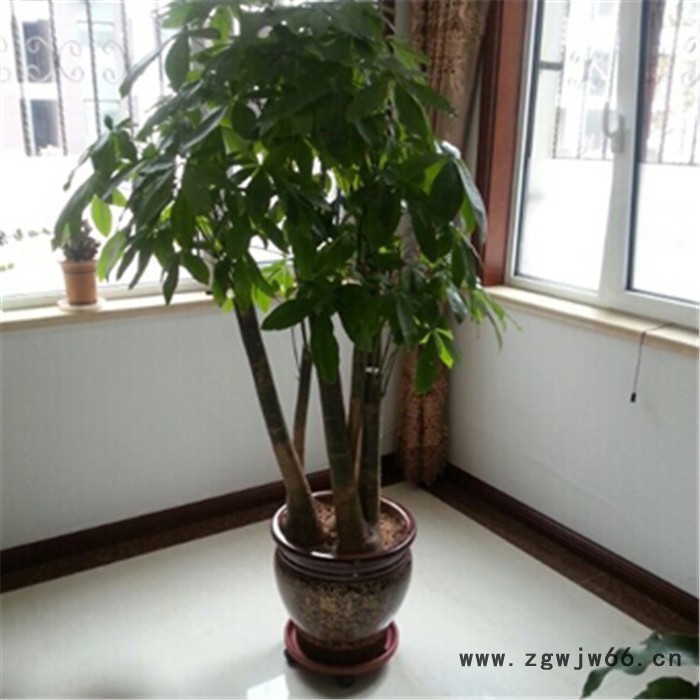 带万向轮花盆底托 万向轮花盆托盘 花盆轮托生产厂家 塑料存水托盘 加强承重图5