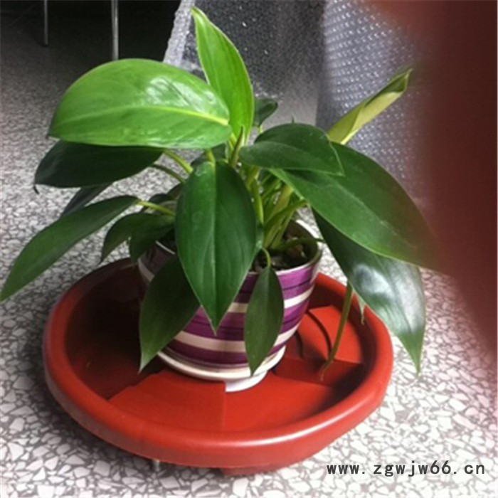 带万向轮花盆底托 万向轮花盆托盘 花盆轮托生产厂家 塑料存水托盘 加强承重图8