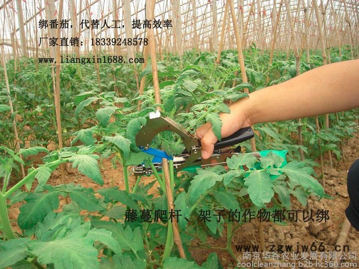 中国 卖 农业园林工具-葡萄绑蔓枪黄瓜绑蔓器 价格厂家报价江苏绑秧器代理图4