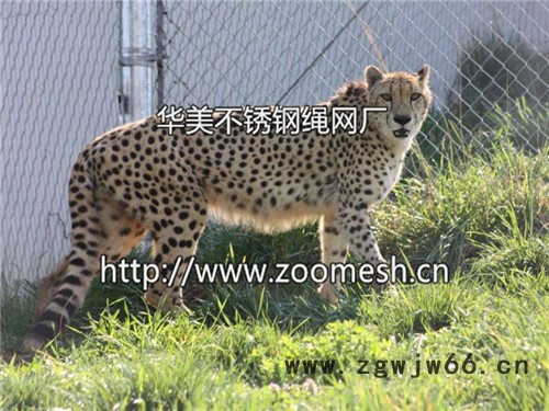 猛兽隔离金属网/猛兽防护金属围栏/老虎笼金属网图2