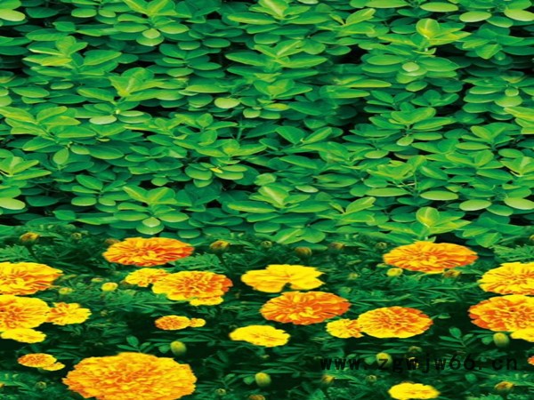 天津绿化防寒布批发 **1米印花防寒布 绿化无纺布生产资料以及保温材料图4