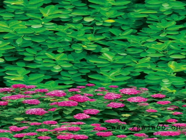 天津绿化防寒布批发 **1米印花防寒布 绿化无纺布生产资料以及保温材料图7