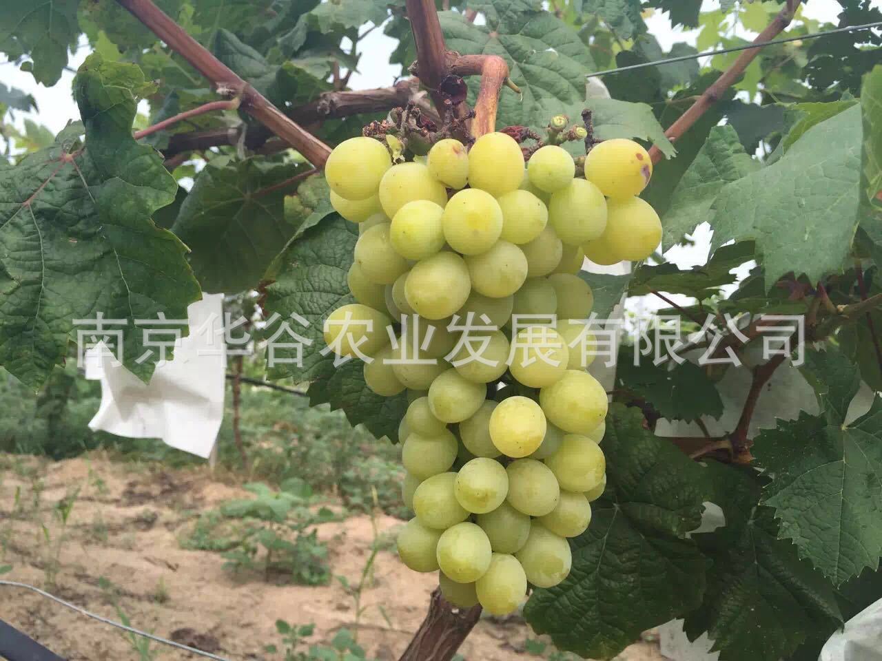 葡萄膨大剂回收装置