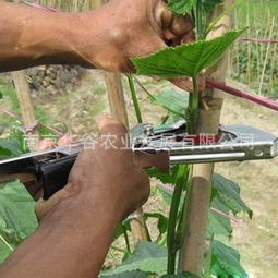 黄瓜绑绳机视频